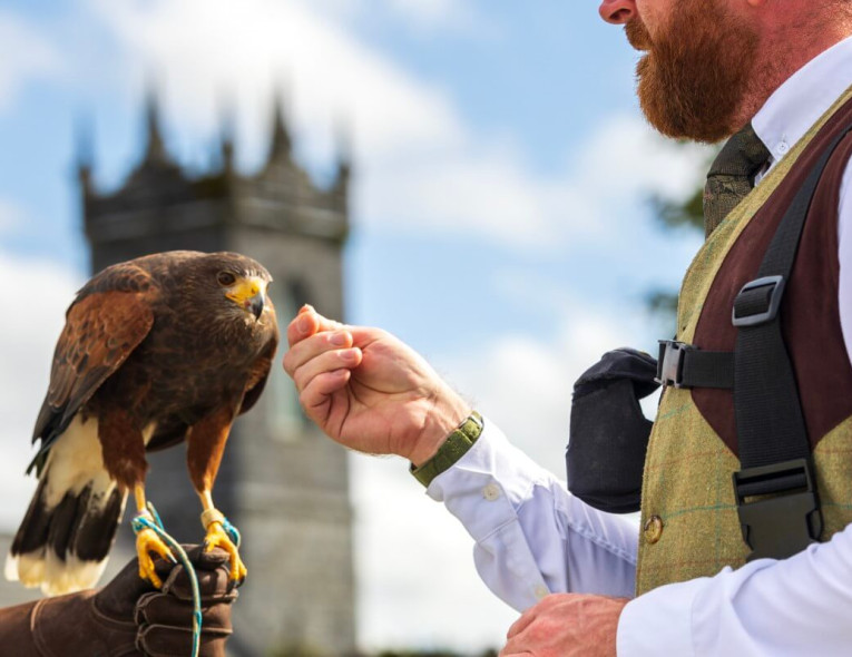 Falconry www.plmoknijbuhv.info