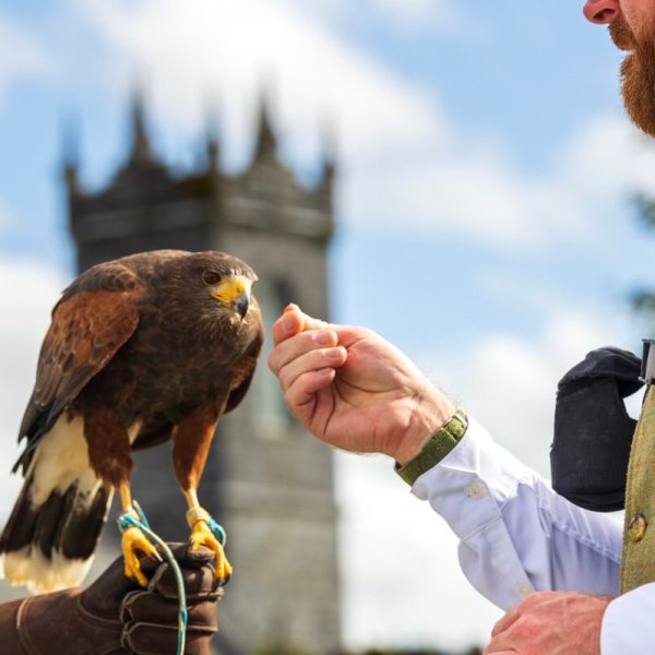 Falconry www.plmoknijbuhv.info